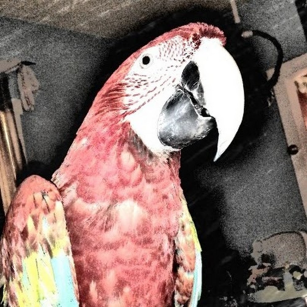 Meet your Posher, Robin